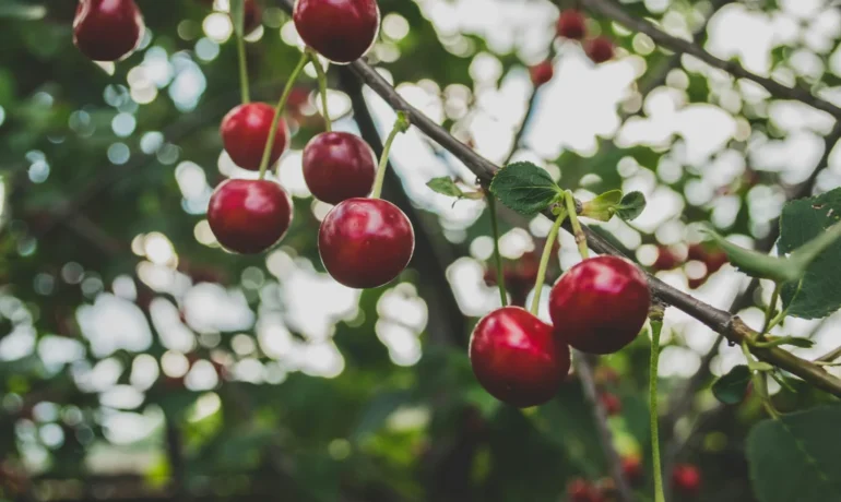 Cherry Festival Revives Tradition in Cyprus!