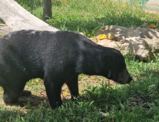 Pafos Zoo