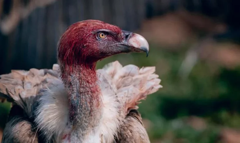 Exhibition Explores the World of Vultures