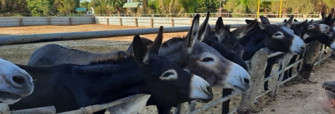 ACHNA LAKE DONKEY PARK